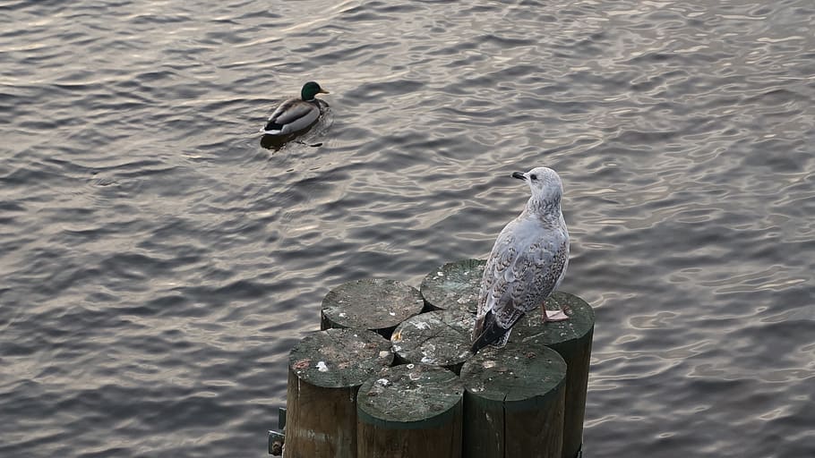 bird, lake, animals in the wild, animal wildlife, vertebrate HD wallpaper
