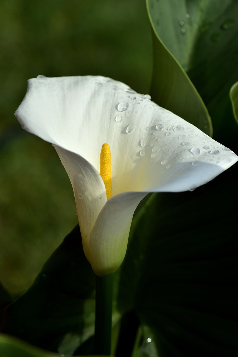 calla, blossom, bloom, flower, plant, nature, white, garden HD wallpaper