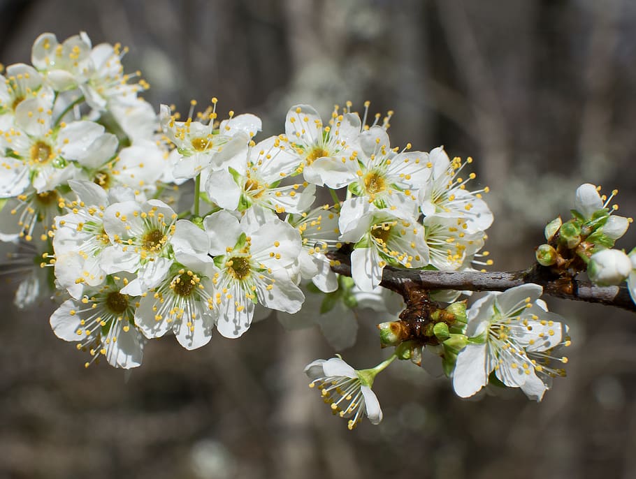 united states, oak ridge, bloom, blossom, flower, nature, wet, HD wallpaper