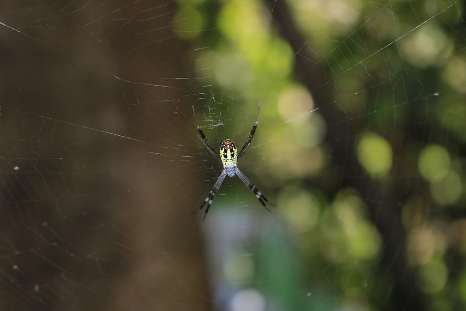 spider, sun, nature, spider web, animals in the wild, invertebrate HD wallpaper