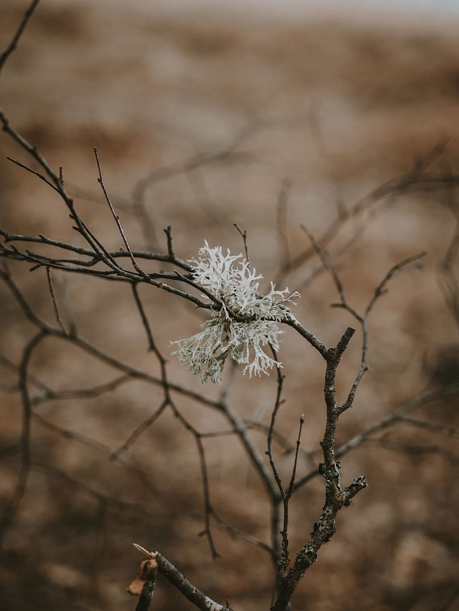 bare tree close-up photo, nature, outdoors, ice, snow, frost HD wallpaper