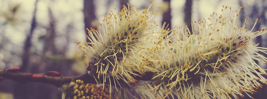 Selective Focus Photography of Green Plant, bloom, blooming, blur HD wallpaper