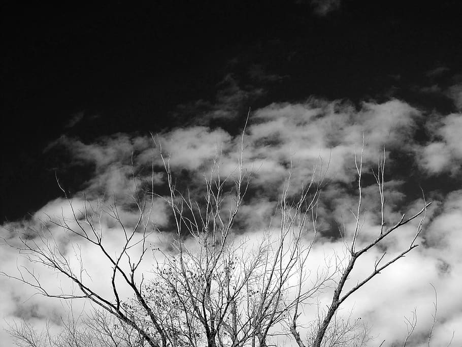 nature, weather, outdoors, sky, tree, clouds, cumulus, plant HD wallpaper