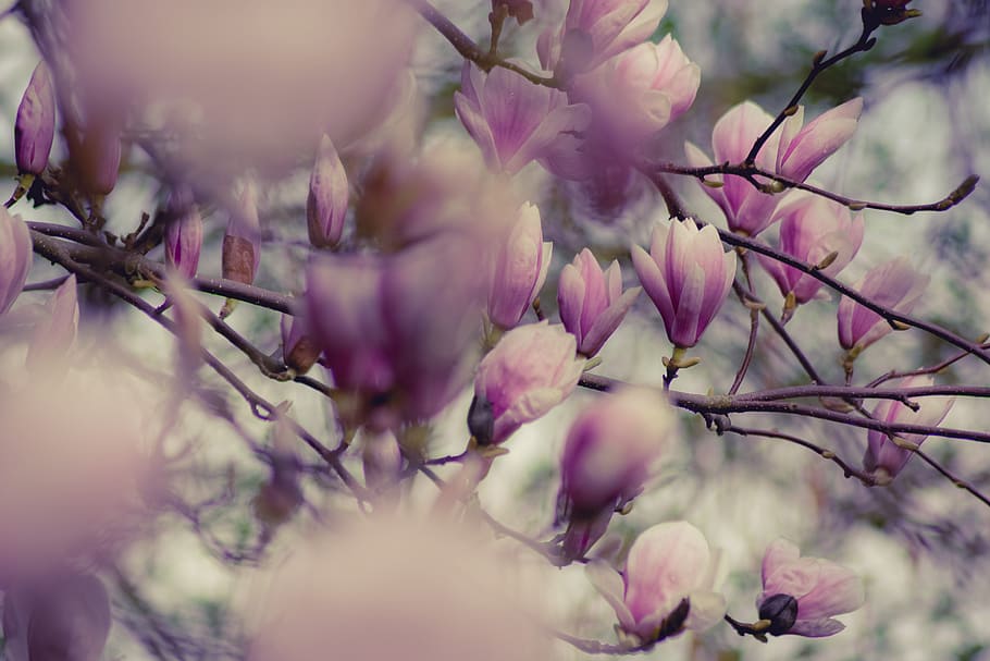 Close-up Photography of Magnolia Flowers, bloom, blooming, blossom HD wallpaper