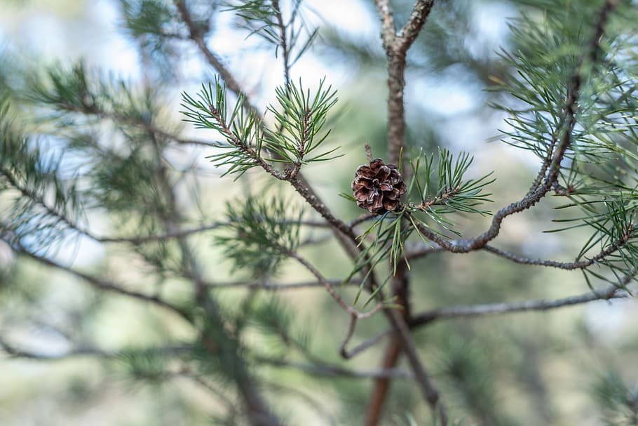 tree, plant, conifer, larch, sweden, stockholm, pine, tyresta national park and nature reserve HD wallpaper