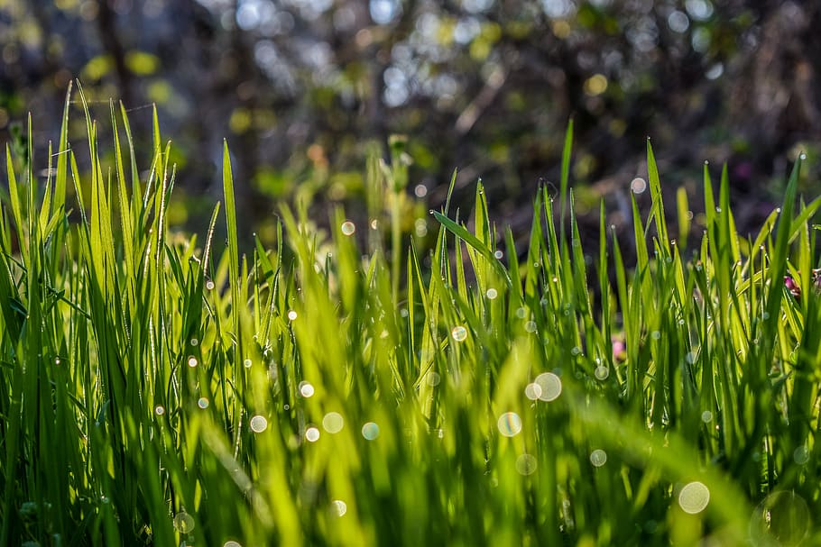 green grass during daytime, green color, plant, growth, beauty in nature HD wallpaper