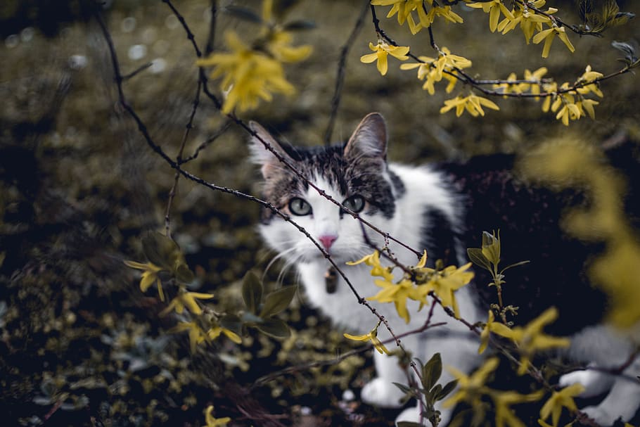 White and Black Cat, animal, blur, branches, colors, daylight HD wallpaper