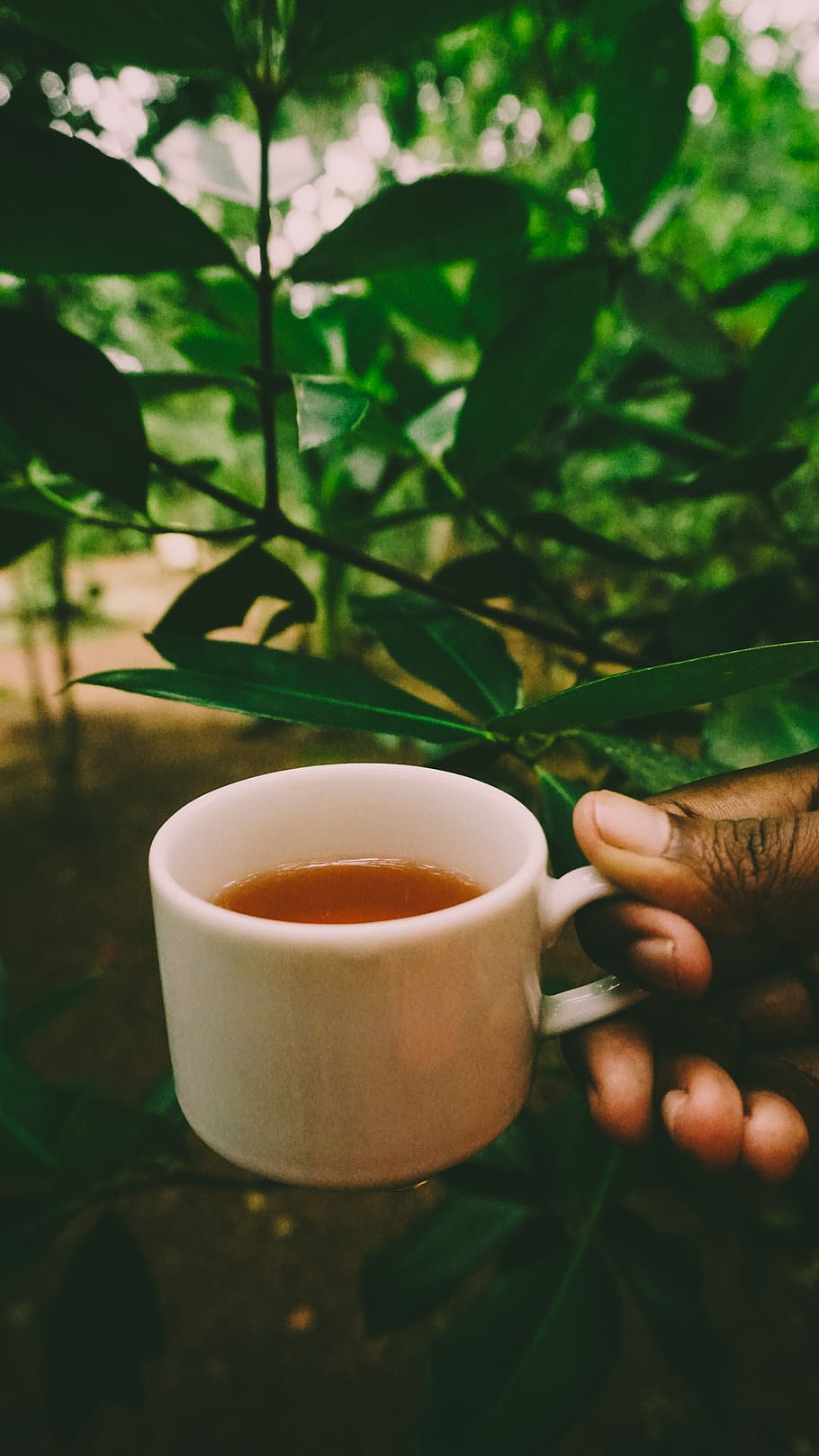 tea, village, forest, human hand, cup, human body part, drink HD wallpaper