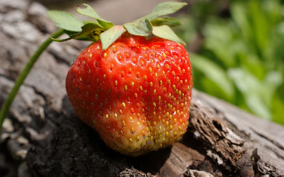 flora, fauna, macro, bokeh, nature, garden, dacha, gifts, berry HD wallpaper