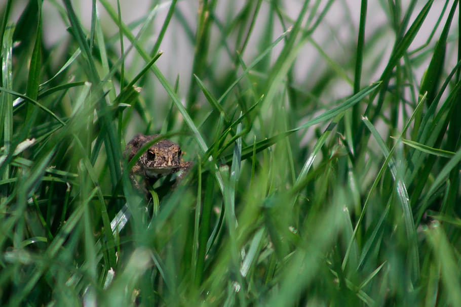 frog, grass, treefrog, tree frog, summer, close up, july, farm country HD wallpaper