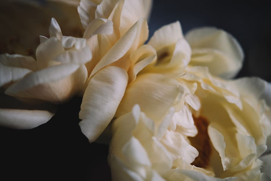 yellow-petaled flower, close-up, freshness, flowering plant, beauty in nature HD wallpaper