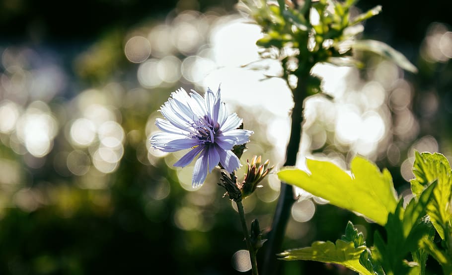 flower, bokeh, green, flowering plant, freshness, fragility HD wallpaper