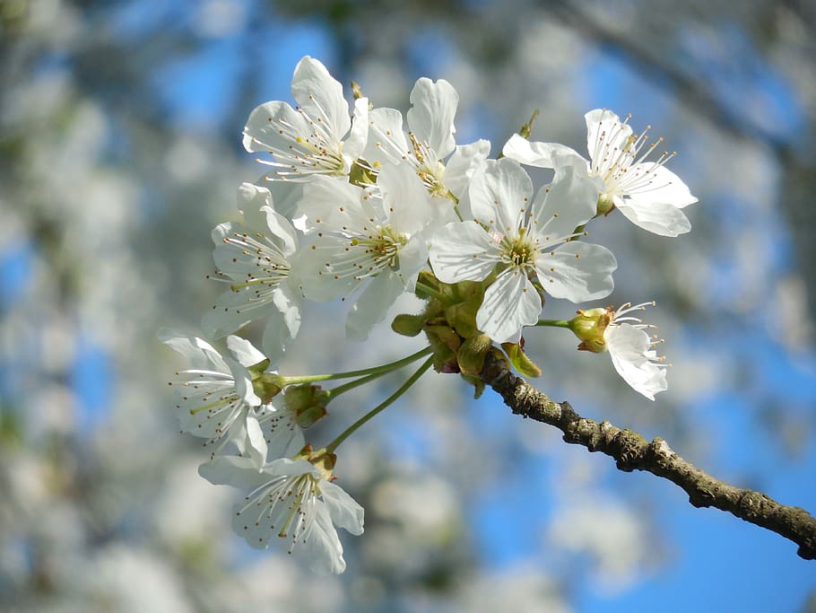 blossoming cherry, white flowers, spring, fruit tree, flowering plant HD wallpaper