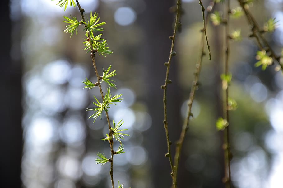 resinous, points, nature, spring, fir, tree, pine, green, branch HD wallpaper