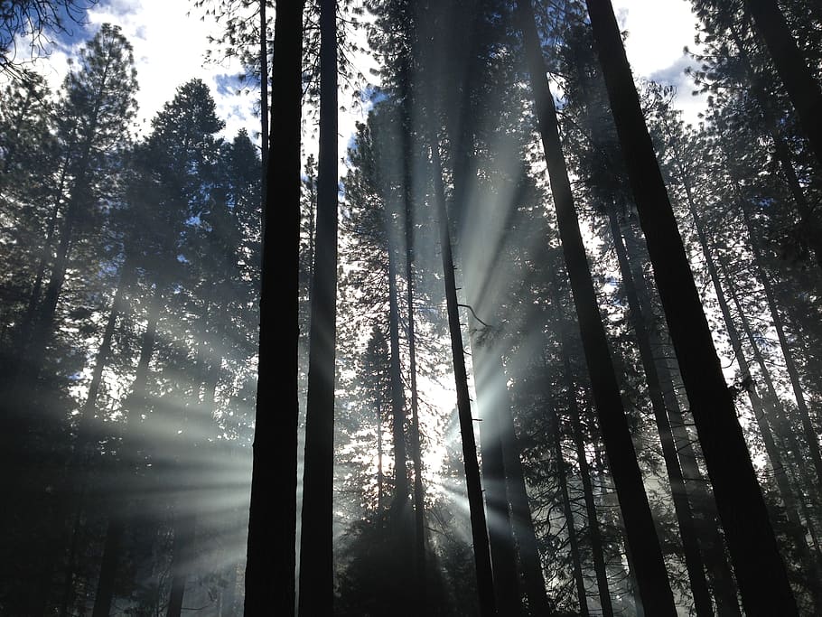 forest with sunrays, tree, plant, beauty in nature, land, tranquility HD wallpaper