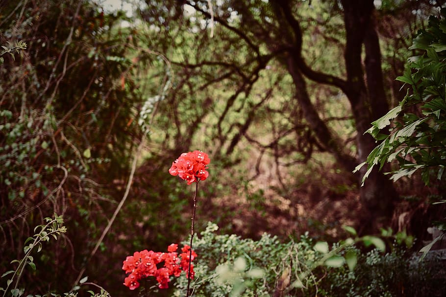 forest, flower, trees, red, nature, summer, greenery, travel HD wallpaper