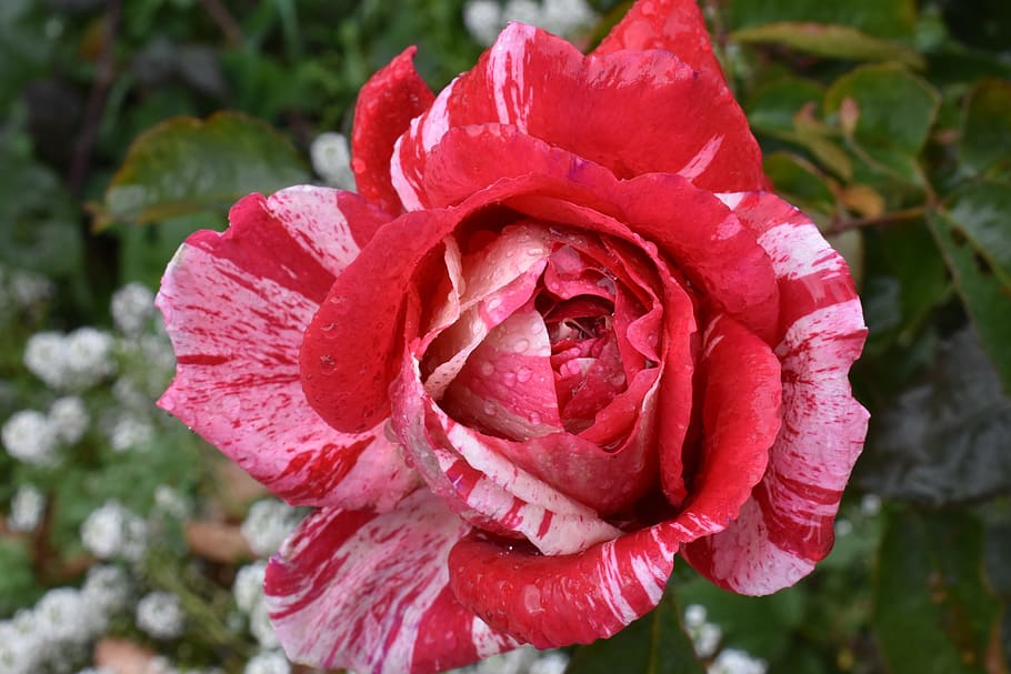 rose, large, rain, drops, water, macro, nature, wet, color HD wallpaper