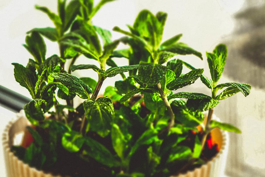 macro, green, bokeh, dew, mint, leaves, plant, nature, leaf HD wallpaper