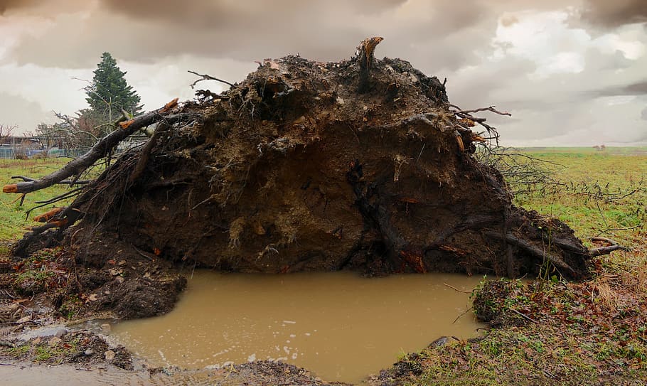 tree, uprooted, storm, roots, rain, earth, wind, nature, death HD wallpaper