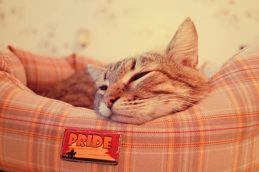 cat, bed, pride, cute, sleep, wallpaper, kitty, pet, home pet HD wallpaper