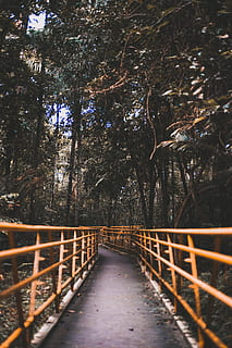 trees, forest, green, amazonia, floresta, jungle, nature, plant HD wallpaper