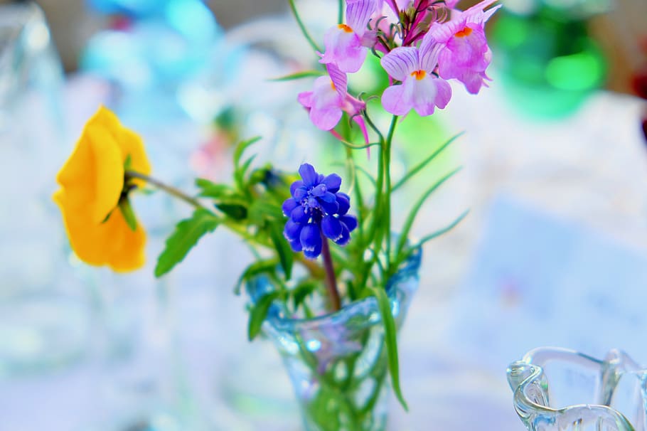 flowers, grass, bottle, crystal, spring, table, flowering plant HD wallpaper