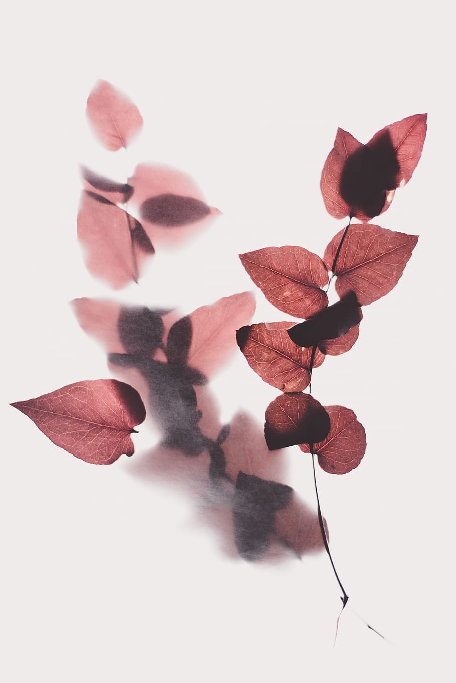 brown leaf, white background, indoors, studio shot, close-up HD wallpaper