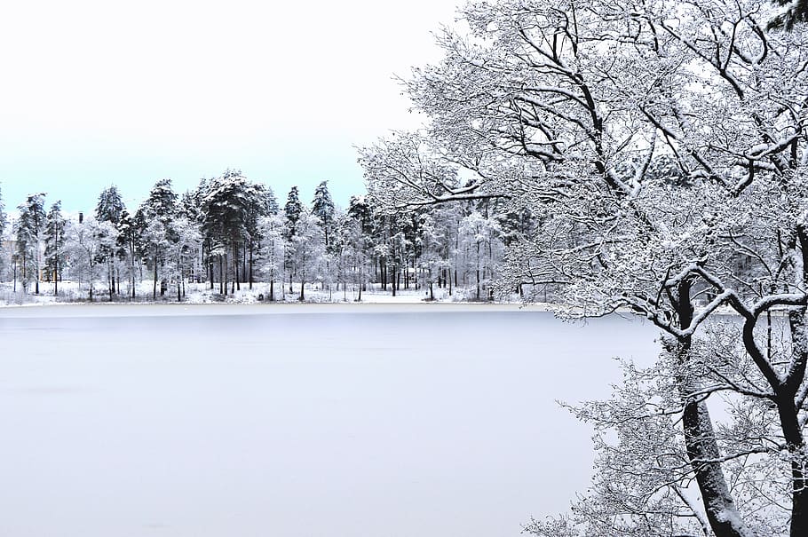 sweden, forest, landscape, tree, trees, snow, lake, road, nature HD wallpaper