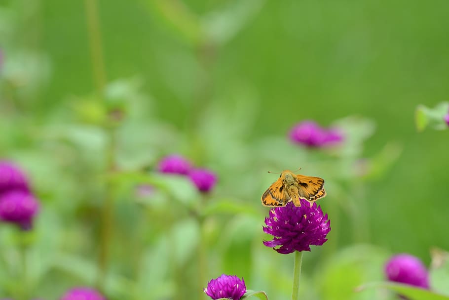 butterfly, flower, flowering plant, animal themes, insect, invertebrate HD wallpaper