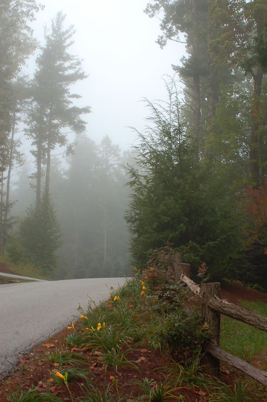 united states, cashiers, fog, foggy, road, misty, countryside, HD wallpaper