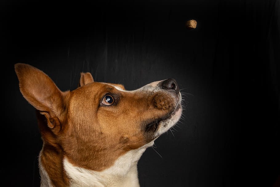 short-coated brown and white dog looking up, animal, mammal, canine, HD wallpaper