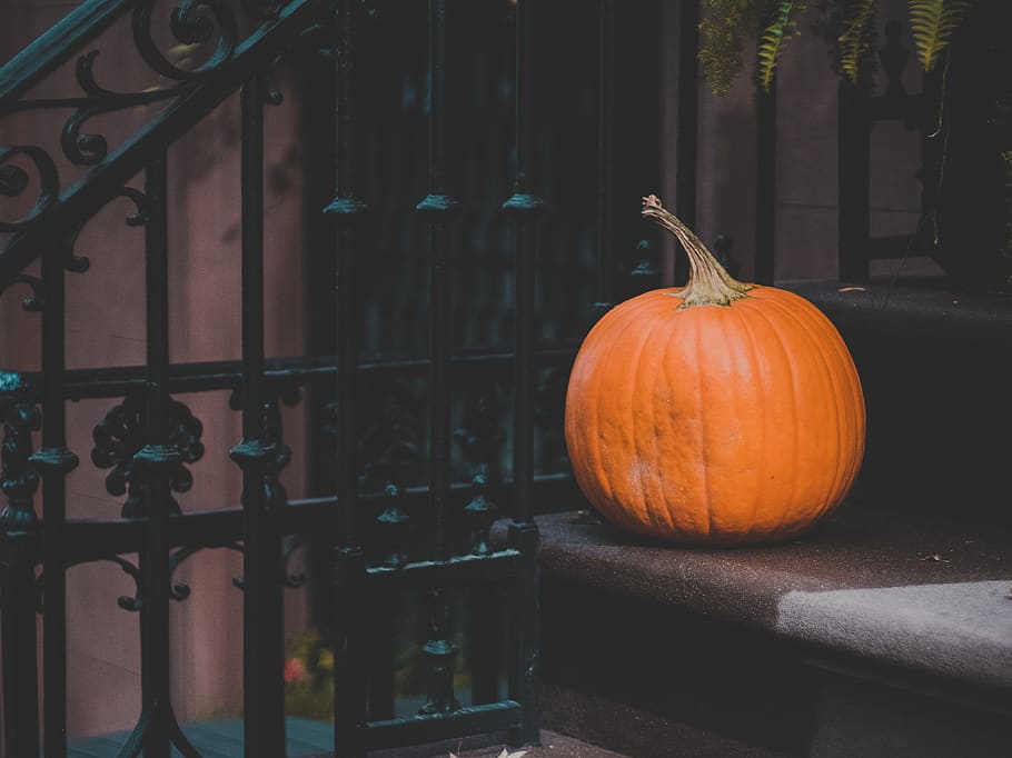 nyc, pumpkin, food, vegetable, food and drink, orange color HD wallpaper
