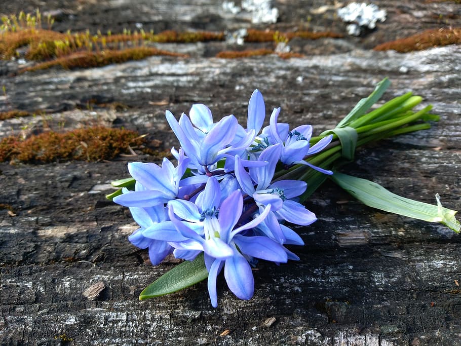 squill, spring, april, blue flower, flowering plant, freshness HD wallpaper
