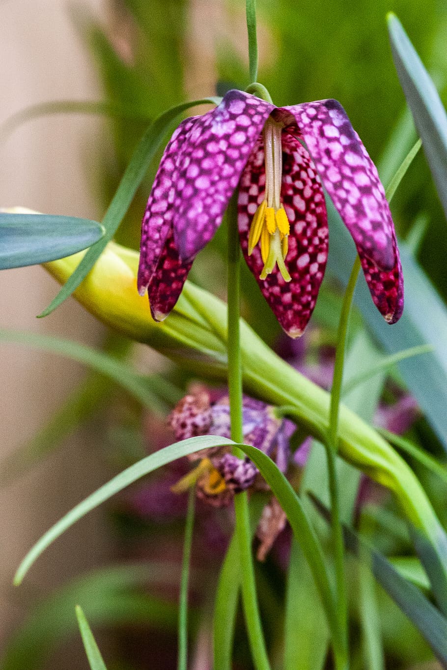 flower, flowering plant, beauty in nature, growth, fragility HD wallpaper