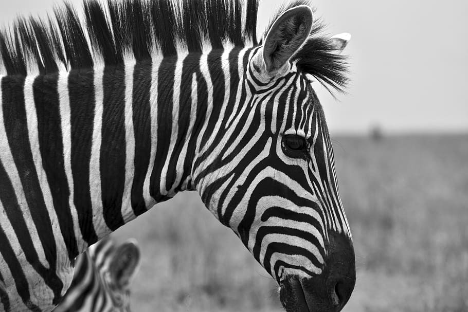 grayscale photography of zebra, wildlife, animal, mammal, horse