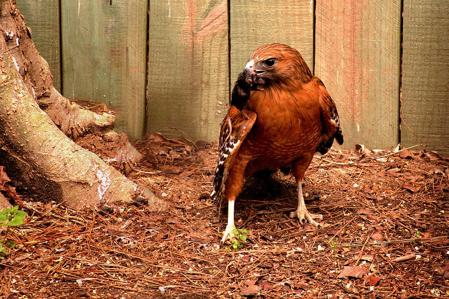 hawk, bird, predator, prey, wildlife, nature, animal, hunter HD wallpaper