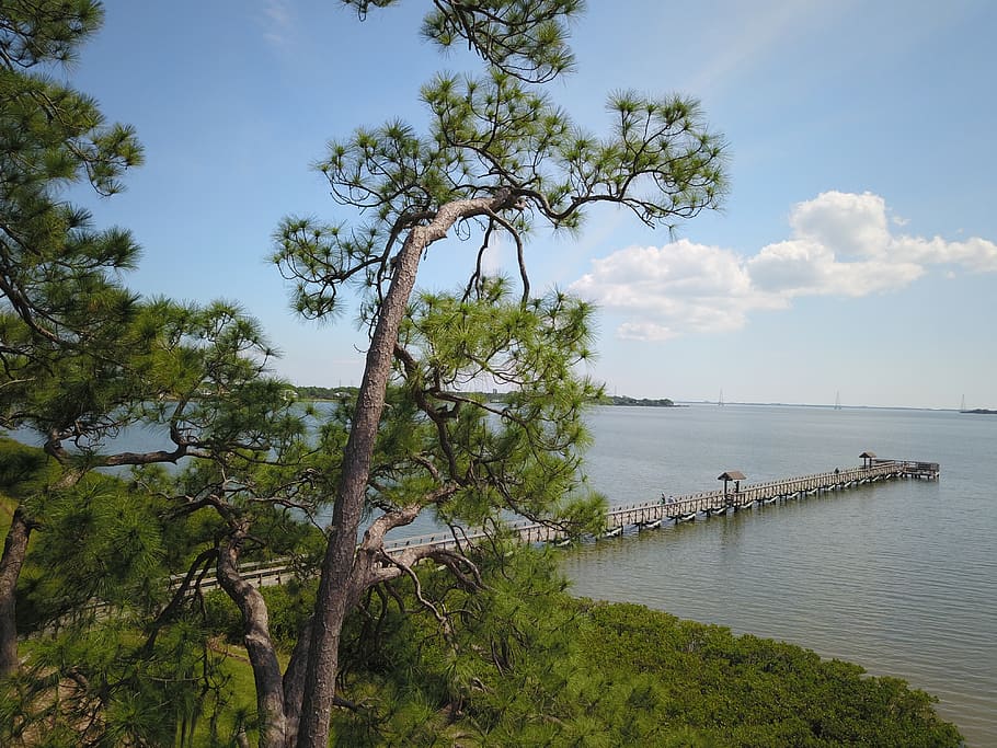 water, waterfront, port, dock, pier, tree, plant, oldsmar, 107 shore dr w HD wallpaper