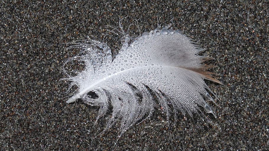 feather, beach, drops, water drops, sea, sand, coast, feathers, HD wallpaper