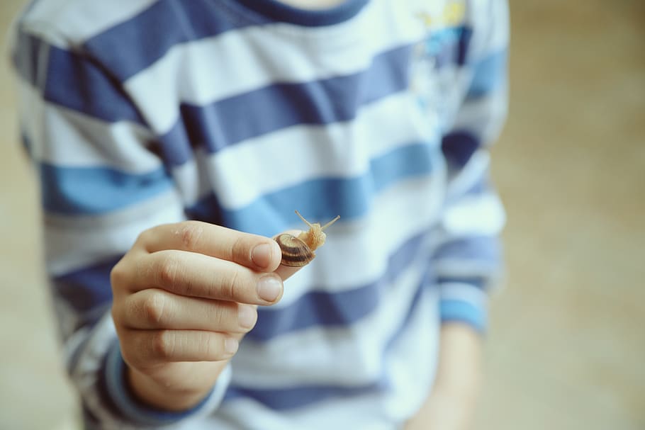 snail, kid, hand, holding, one person, focus on foreground HD wallpaper