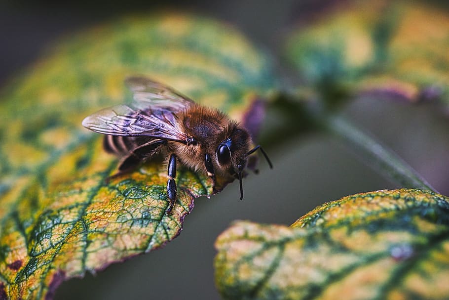 bee, leaf, autumn, nature, insect, plant, spring, garden, green HD wallpaper