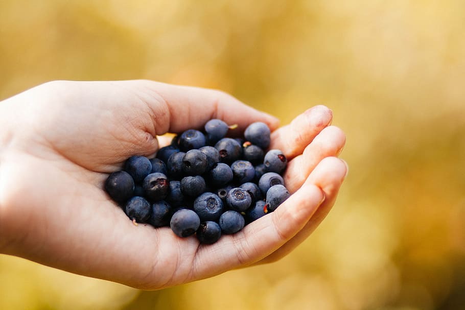 Selective Focus Photography of Blueberry on Human Hand, blur HD wallpaper