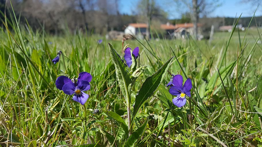 violet, spring, flowers, nature, plants, garden, color, green HD wallpaper
