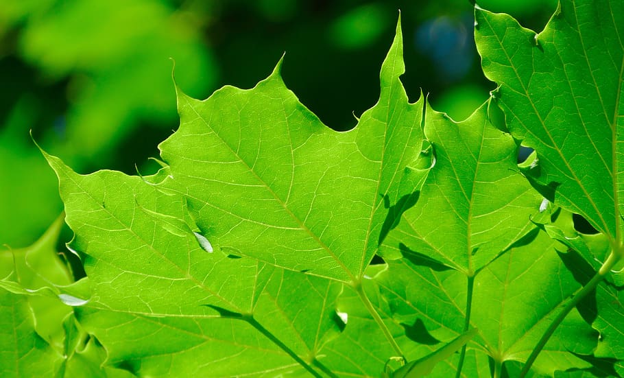 canada, penticton, leaves, tree, green, leaf, plant part, green color HD wallpaper