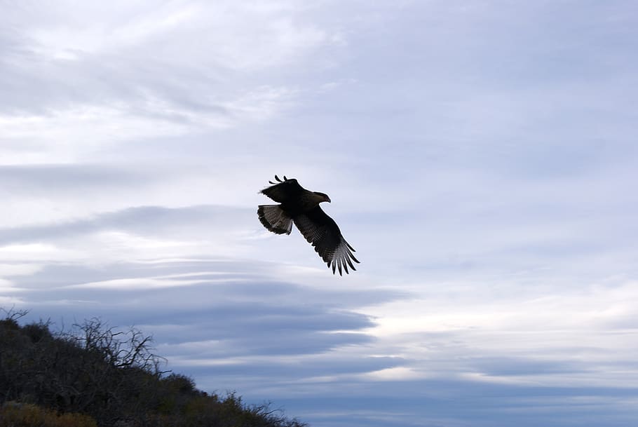 eagle, fly, dom, wildlife, vertebrate, sky, animal, flying HD wallpaper