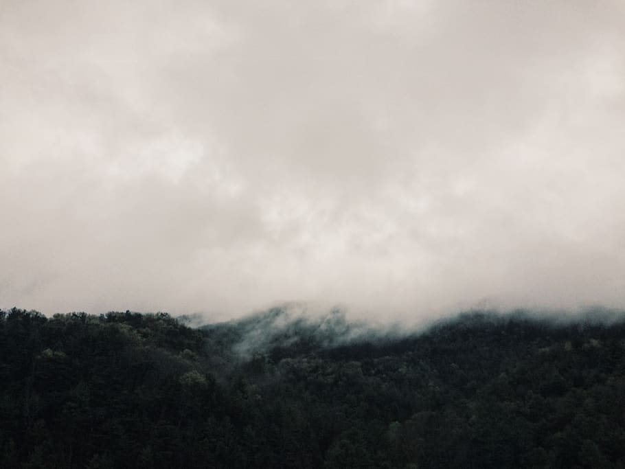 green-leafed trees over white clouds, nature, weather, fog, grey HD wallpaper