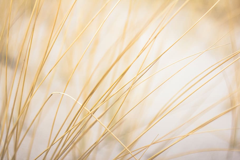 grass, yellow, wallpaper, bokeh, hay, seaside, plant, growth HD wallpaper