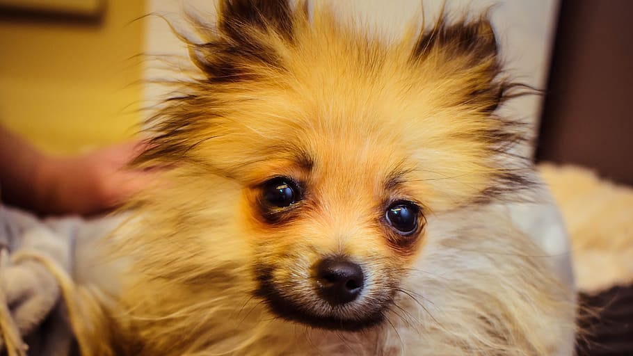 dog, puppy, splitz, animal, domestic, pets, one animal, mammal HD wallpaper