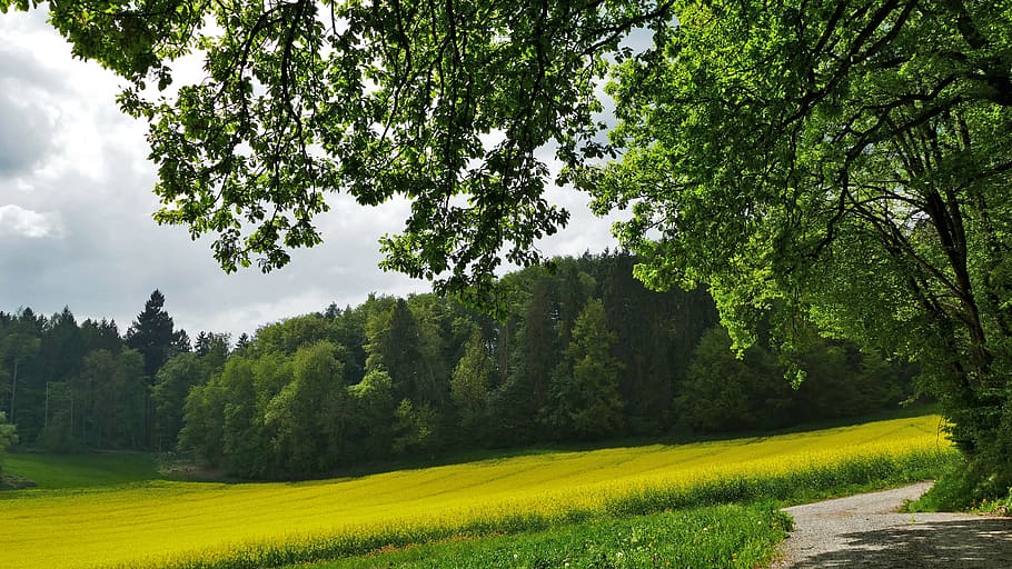 landscape, nature, forest, trees, meadow, field of rapeseeds HD wallpaper