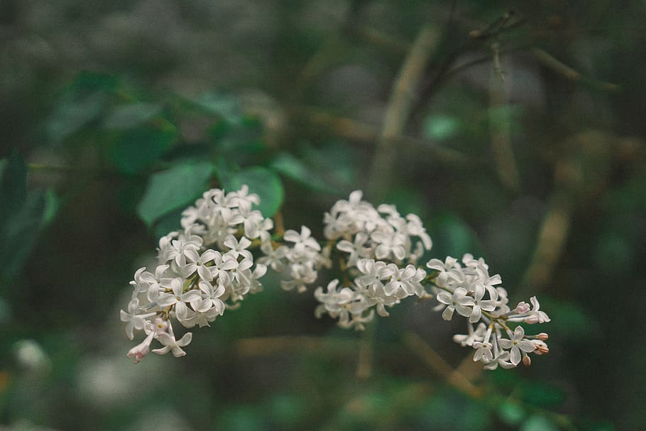 china, beijing, plant, flower, flowering plant, freshness, beauty in nature HD wallpaper