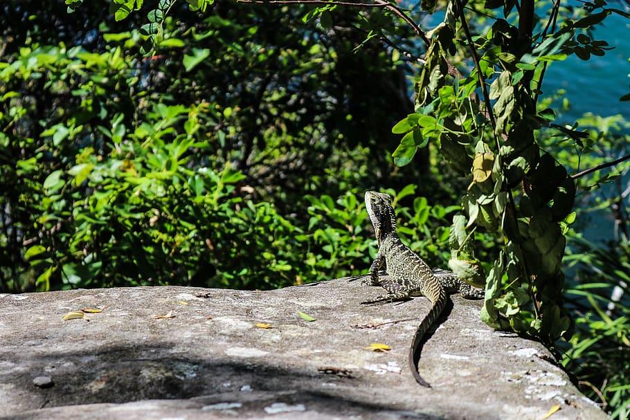 gray lizard, animal themes, animals in the wild, animal wildlife HD wallpaper